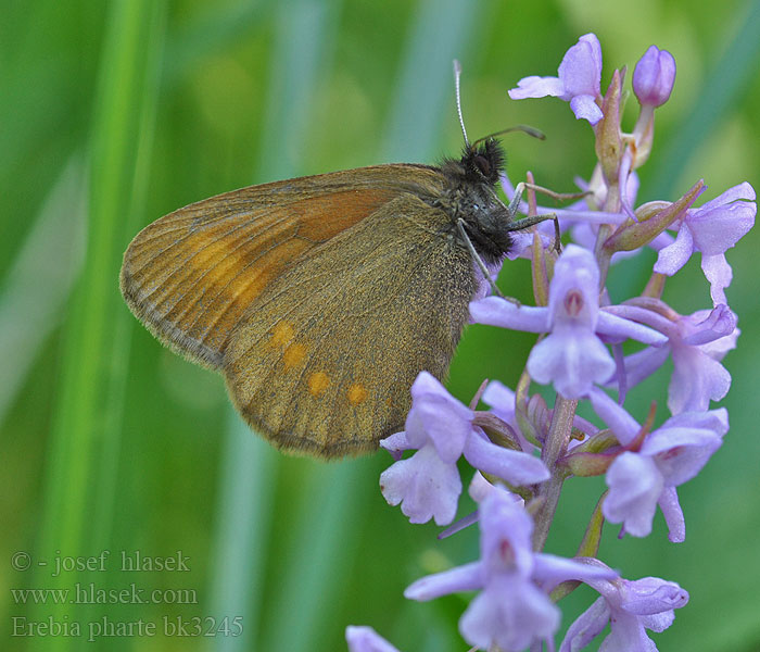 Erebia pharte Górówka farte