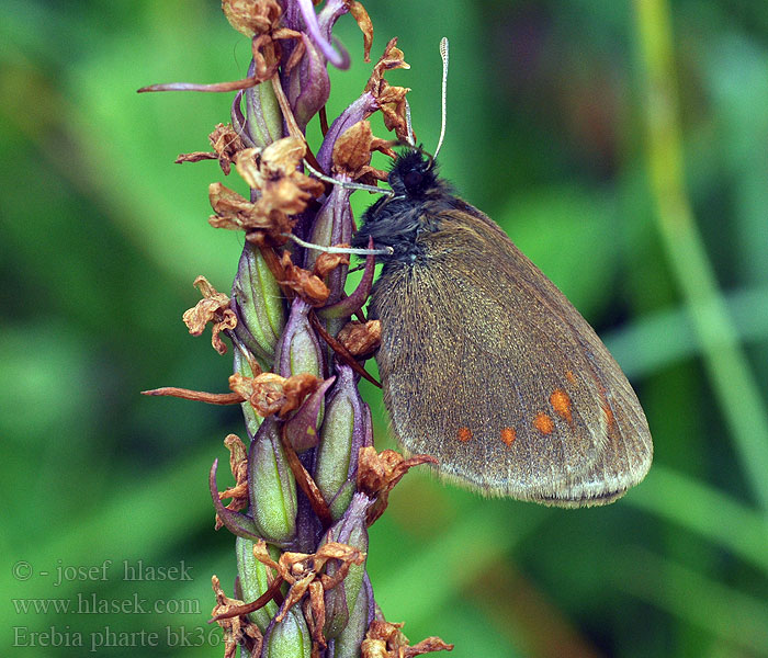 Erebia pharte Okáč tatranský