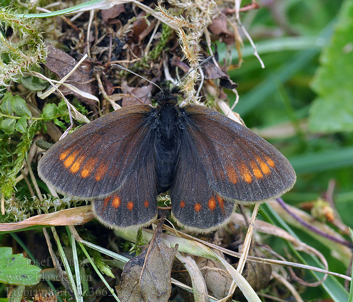 Blind Ringlet Erebia pharte