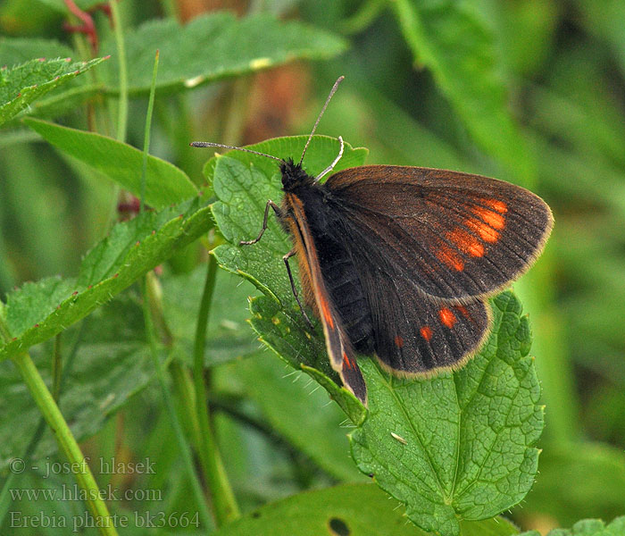 Moiré aveugle Erebia pharte