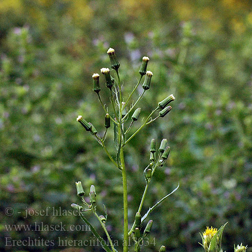 Erechtites hieraciifolia American burnweed Fireweed