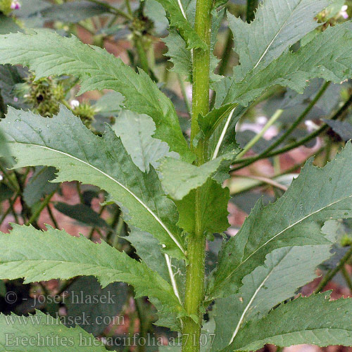 American burnweed Fireweed Starčkovec jestřábníkolistý