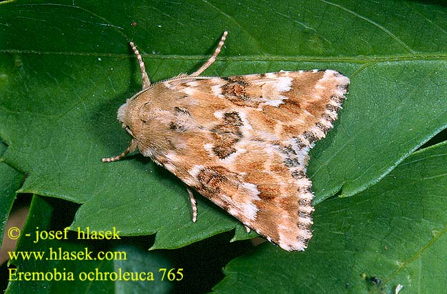 Eremobia ochroleuca Dusky Sallow Quecken-Trockenflur-Graseule Travařka okrová Gevlamde grasuil Okerfly Sivkavec okrový Ockragult ängsfly Noctuelle jaunâtre Okrayökkönen Совка полевая жёлто-белая