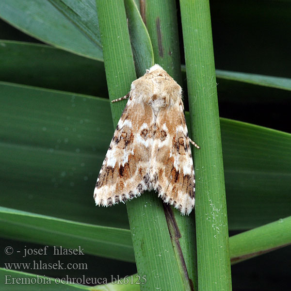 Sivkavec okrový Ockragult ängsfly Noctuelle jaunâtre Okrayökkönen Совка полевая жёлто-белая Eremobia ochroleuca Dusky Sallow Quecken-Trockenflur-Graseule Travařka okrová Gevlamde grasuil Okerfly