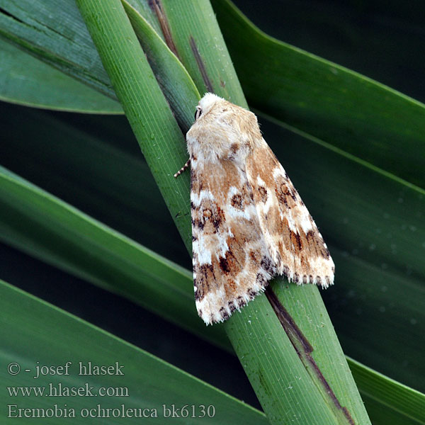 Совка полевая жёлто-белая Eremobia ochroleuca Dusky Sallow Quecken-Trockenflur-Graseule Travařka okrová Gevlamde grasuil Okerfly Sivkavec okrový Ockragult ängsfly Noctuelle jaunâtre Okrayökkönen