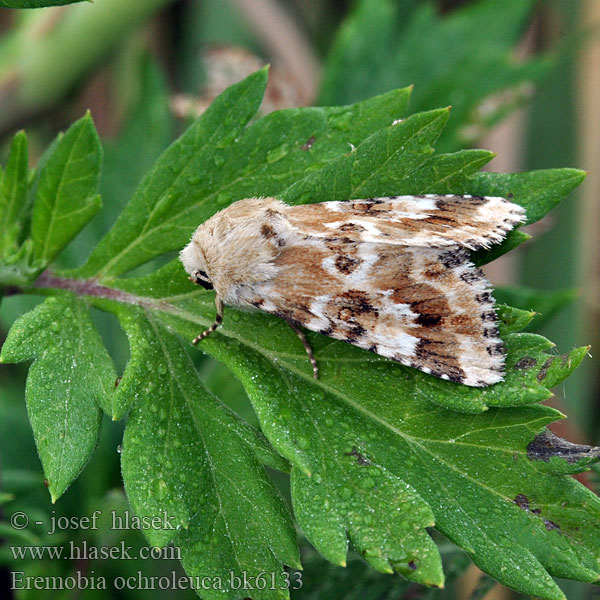 Dusky Sallow Quecken-Trockenflur-Graseule Travařka okrová Gevlamde grasuil Okerfly Sivkavec okrový Ockragult ängsfly Noctuelle jaunâtre Okrayökkönen Совка полевая жёлто-белая Eremobia ochroleuca