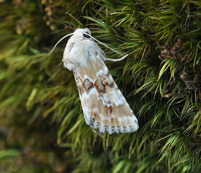 Eremobia ochroleuca