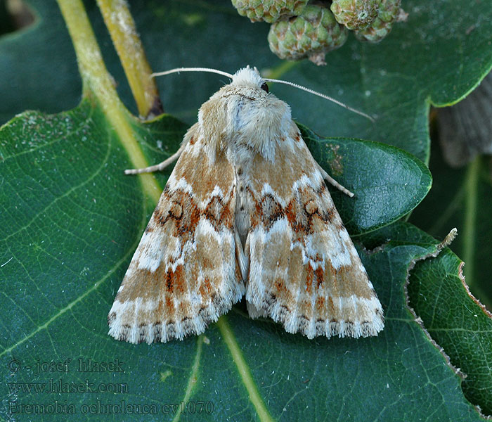 Eremobia ochroleuca