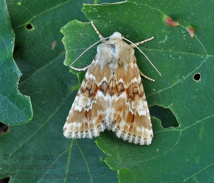 Eremobia ochroleuca