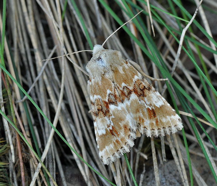 Eremobia ochroleuca