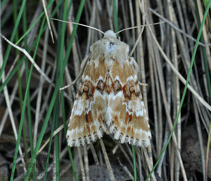 Eremobia ochroleuca