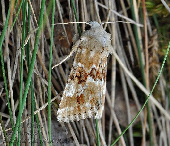 Eremobia ochroleuca