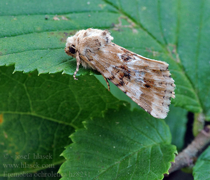 Dusky Sallow Eremobia ochroleuca