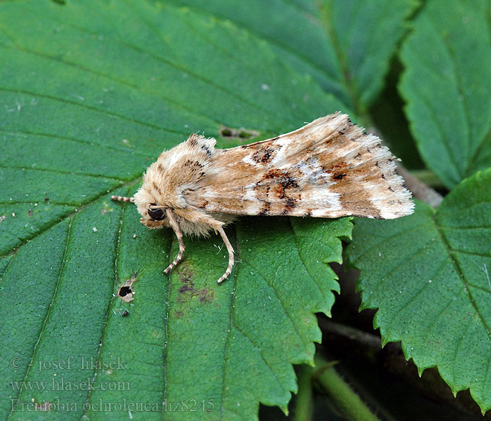 Gevlamde grasuil Eremobia ochroleuca