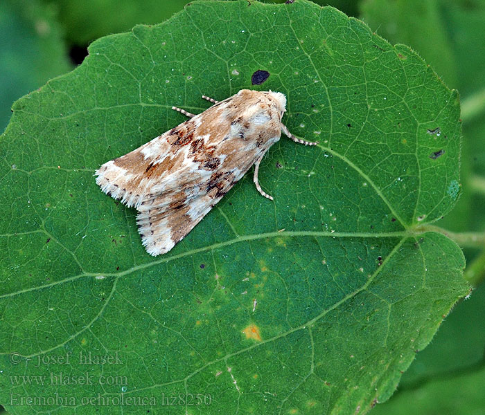 Okerfly Eremobia ochroleuca