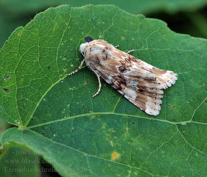 Sivkavec okrový Eremobia ochroleuca