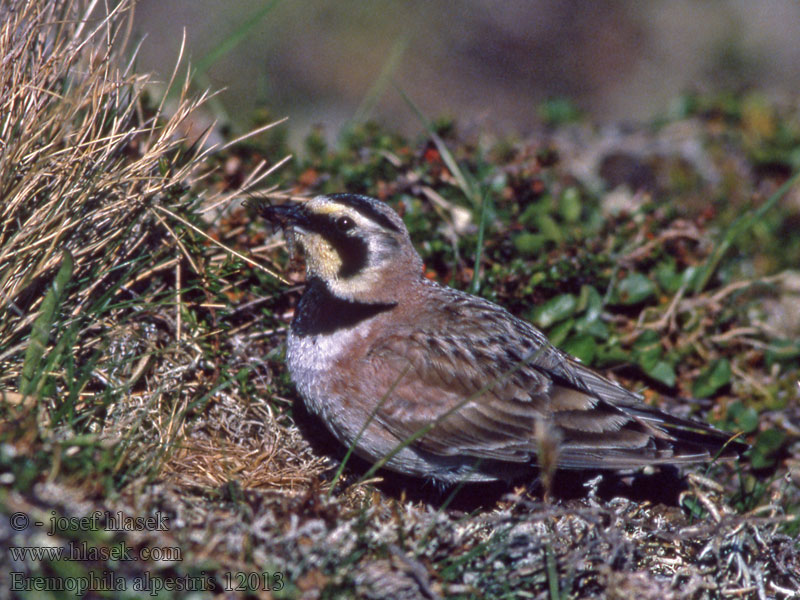 Alondra Cornuda Lapona Eremophila alpestris