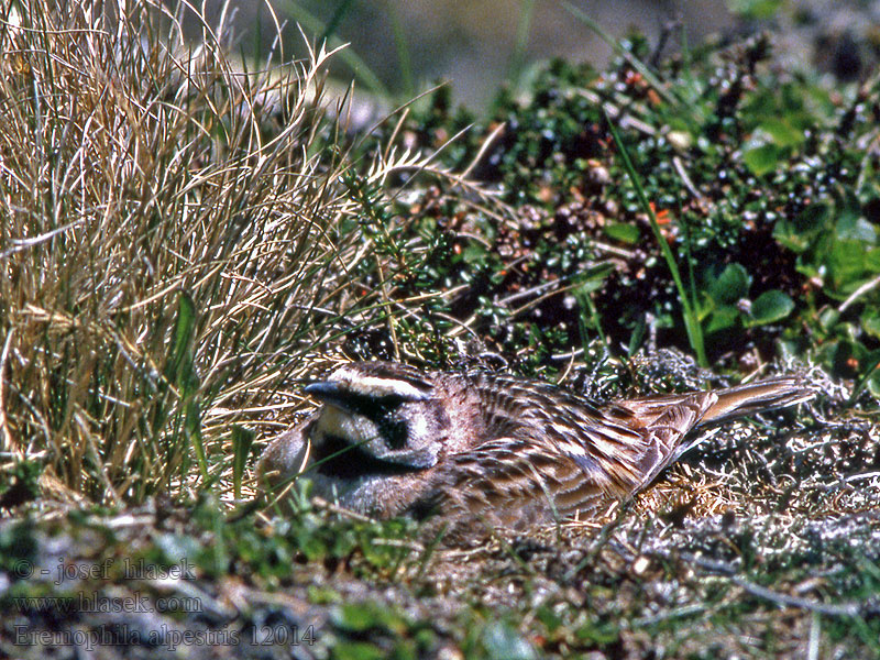 Skřivan ouškatý Eremophila alpestris