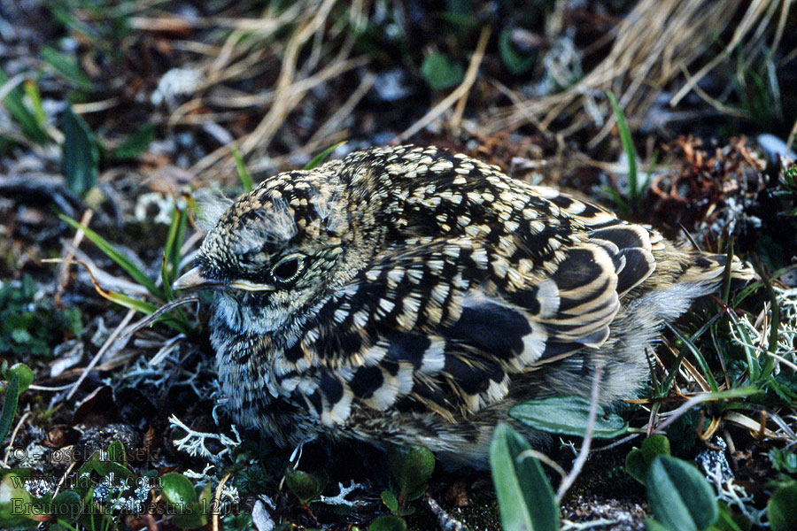 Bjerglærke Strandleeuwerik Tunturikiuru Eremophila alpestris