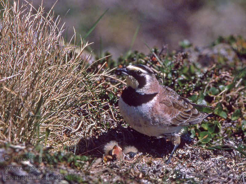 Allodola golagialla Fjellerke Berglärka Eremophila alpestris