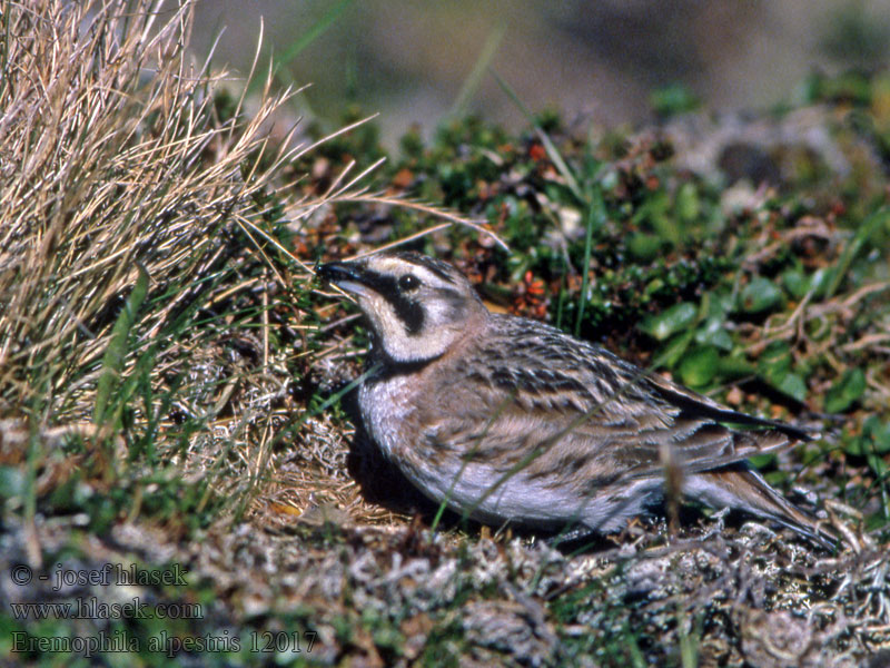 角百灵 Жаворонок рогатый Eremophila alpestris