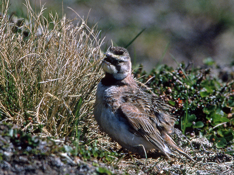 ハマヒバリ Χιονάδα Eremophila alpestris