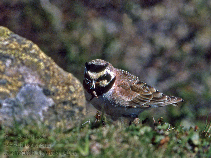 Рогатий Полярний жайворонок Eremophila alpestris