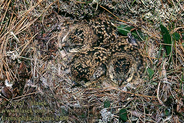 Eremophila alpestris Shore Lark Ohrenlerche Alouette haussecol Alondra Cornuda Lapona Skřivan ouškatý Bjerglærke Strandleeuwerik Tunturikiuru Allodola golagialla Fjell Berglärka 角百灵 Жаворонок рогатый ハマヒバリ Χιονάδα Рогатий Полярний жайворонок Kulaklı toygar צחיחנית חרמון Górniczek Havasi fülespacsirta Uškárik vrchovský Ausainais cirulis Sarviklooke