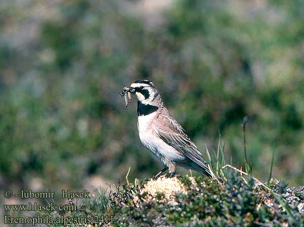 Eremophila alpestris 2411