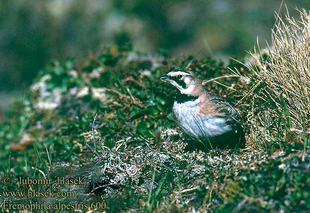 Eremophila alpestris 600