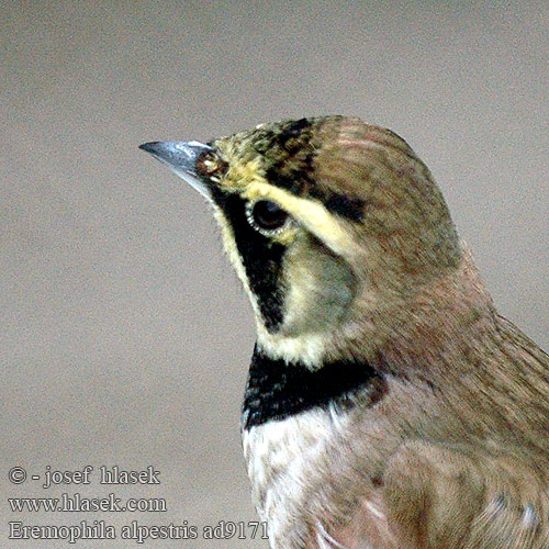 Eremophila alpestris ad9171