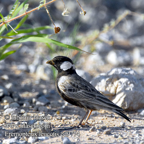 Terrera Orejiblanca Kastanjavarpuskiuru Moinelette oreillons blancs Allodola passerina orecchie bianche ホオジロスズメヒバリ Bruinrug-vinkleeuwerik Pustynka bialoucha Cotovia pardal dorso castanho Rooiruglewerik Ruruworo Maliberoane Kindoro Masikio-meupe Spurvelerke Škovránok gaštanovochrbtý Eremopterix leucotis Chestnut-backed Sparrow-Lark Skřívan bělouchý hnědohřbetý Weißwangenlerche Hvidøret Lærke