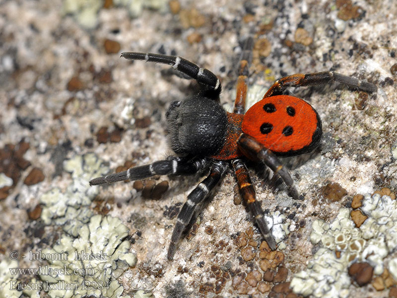 Eresus kollari niger cinnaberinus Stepník rudý Rote Röhrenspinne