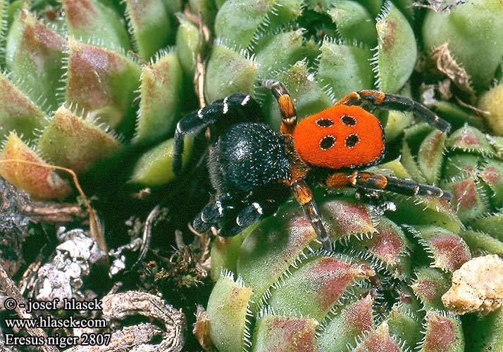 Eresus kollari niger cinnaberinus Poskocz krasny Эрезус чёрный