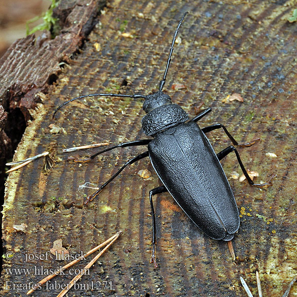 Grand coléoptère noir Ergates faber Усач-плотник Tesařík zavalitý Mulmbock Ácscincér Borodziej próchnik Fuzáč zavalitý Ūsuotis dailidė Lielais dižkoksngrauzis Grote timmerman Smedbock