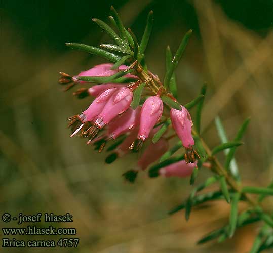 Erica carnea spring heath Vårlyng Bruyère alpine Winterheide