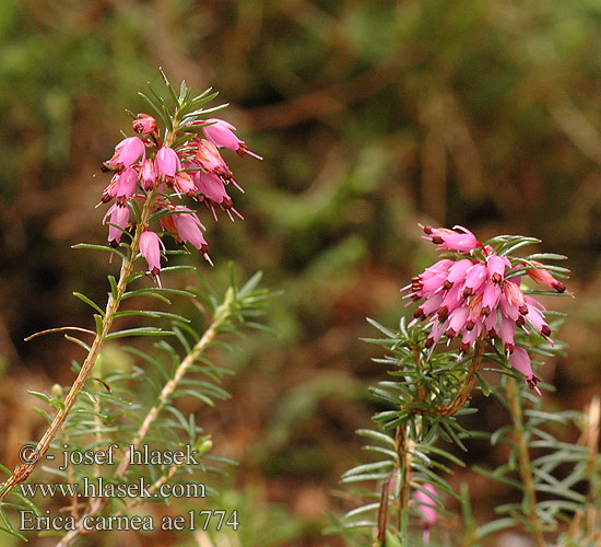 Erica carnea Winterheide winterhardheid zeer goed Scopina Alpesi erika