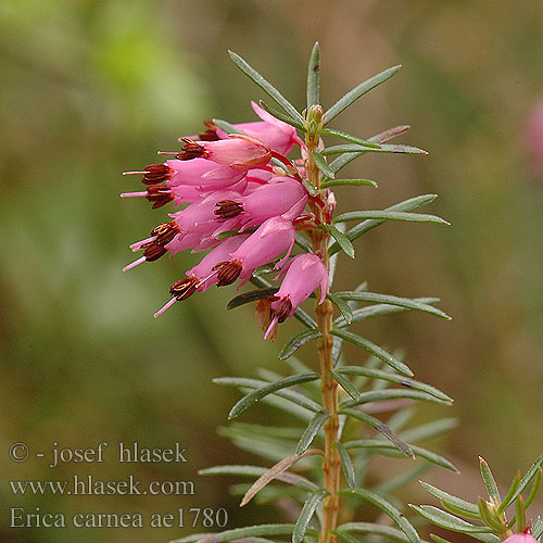 Erica carnea Schneeheide Heidekraut Frühlings-Heide Wrzosiec krwisty wiosenny