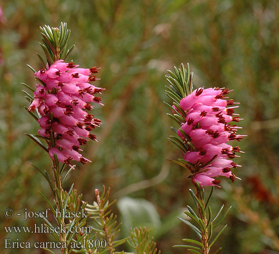 Erica carnea Vresovec mäsový Vřesovec pleťový Vårljung эрика розовая