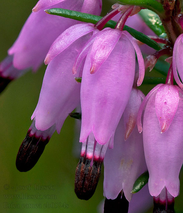 Wrzosiec krwisty wiosenny Erica carnea