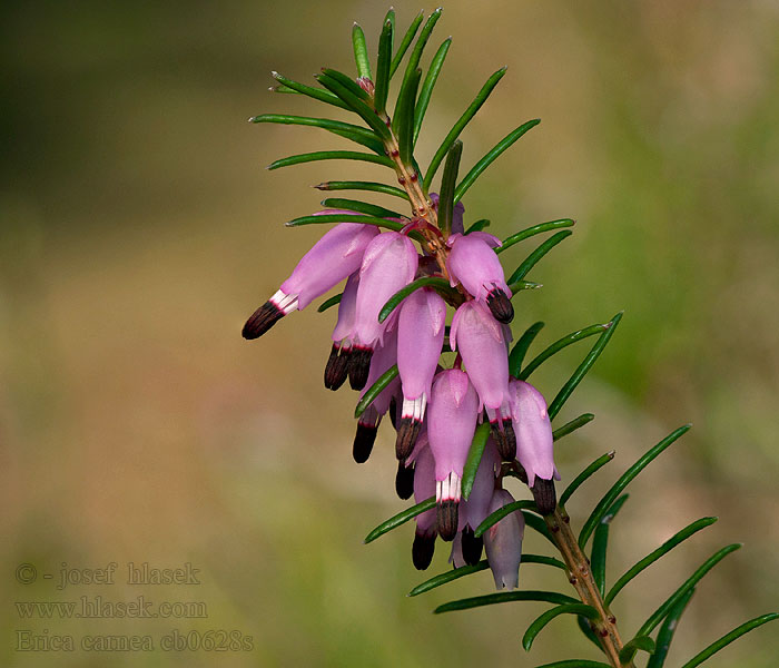 Vresovec mäsový Erica carnea