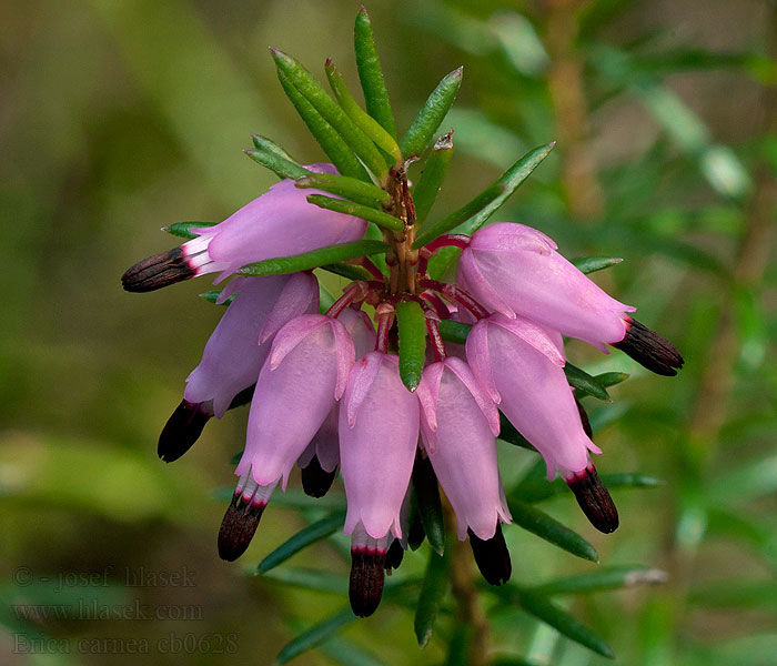 Vřesovec pleťový Erica carnea