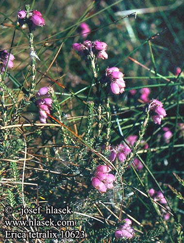 Moor-Glockenheide Glockenheide Glocken-Heide Echte Wrzosiec bagienny