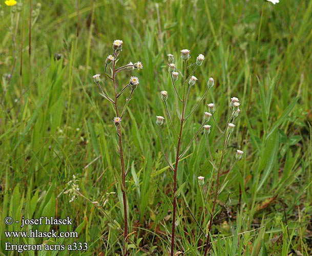 Erigeron acris Blue Fleabane Bitter bakkestjerne Karvaskallioinen