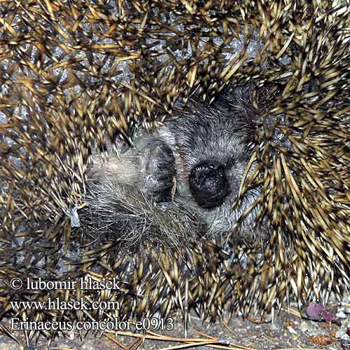 Erinaceus concolor Ježek východní Southern White-breasted Hedgehog Südlicher Weißbrustigel Hérisson oriental Riccio orientale Erizo oscuro oriental Източноевропейски таралеж Eriçó fosc oriental קיפוד מצוי Зу Jeż wschodnioeuropejski Белогрудый ёж Beloprsi jež Östlig igelkott Ak göğüslü kirpi Їжак південний Heureuchin Retereuropa Oost-Europese egel Jež bledý