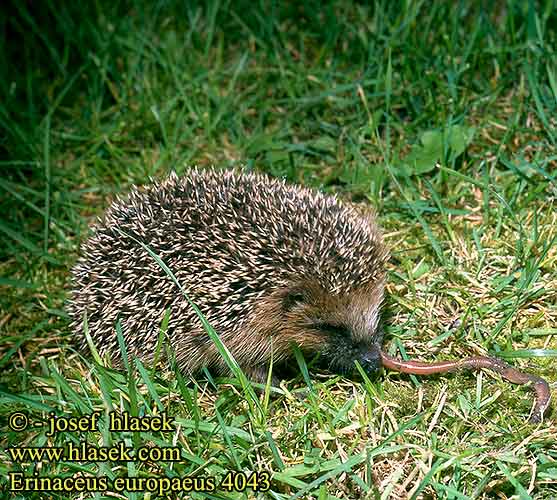 Erinaceus europaeus European Western Hedgehog European Hérisson Europe Braunbrustigel