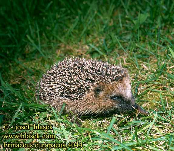 Erinaceus europaeus European Western Hedgehog European Hérisson Europe Braunbrustigel Erizo común