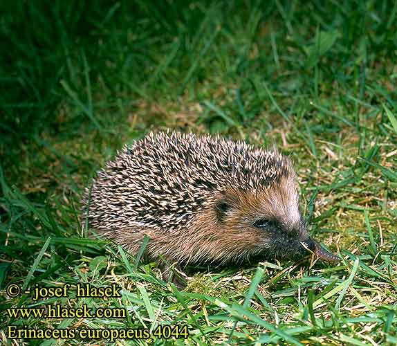 Erinaceus europaeus European Western Hedgehog European Hérisson Europe Braunbrustigel Erizo común