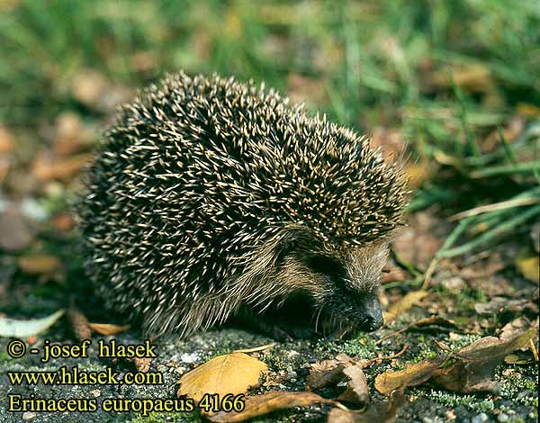 Erinaceus europaeus European Western Hedgehog European Hérisson Europe