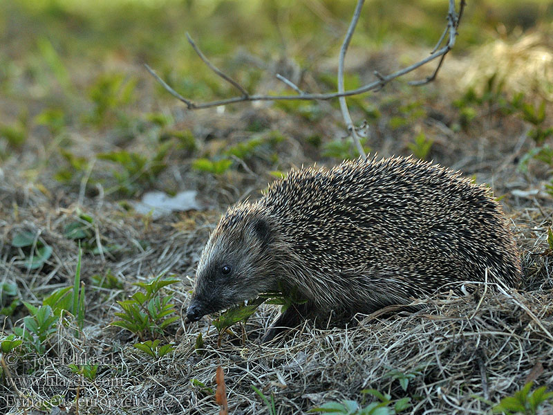 Erinaceus europaeus European Western Hedgehog Hérisson Europe